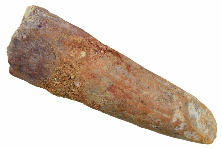 Fossil Sauropod Dinosaur (Titanosaur) Tooth - Morocco #298688